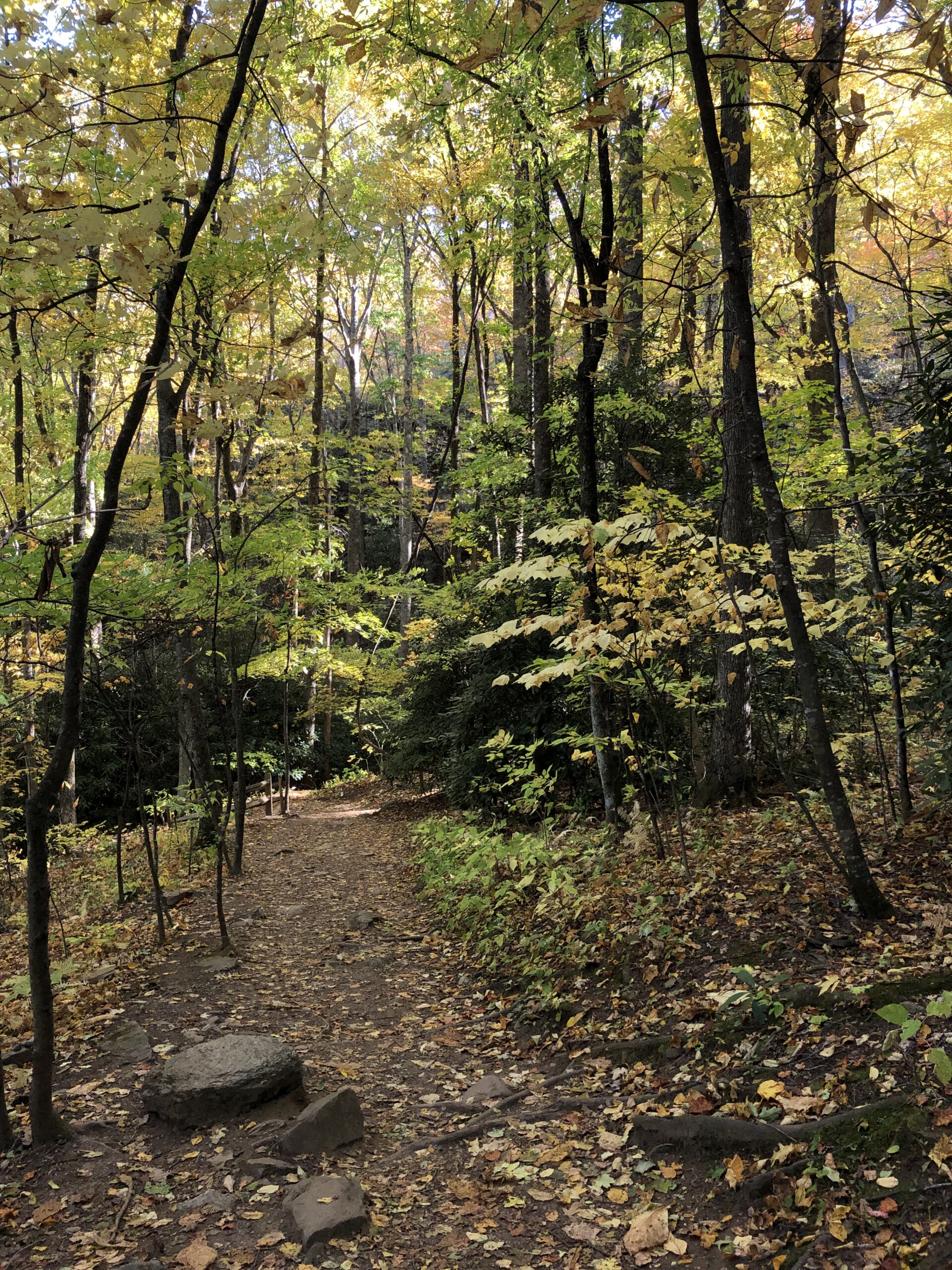 Mountain trail through autumn woods