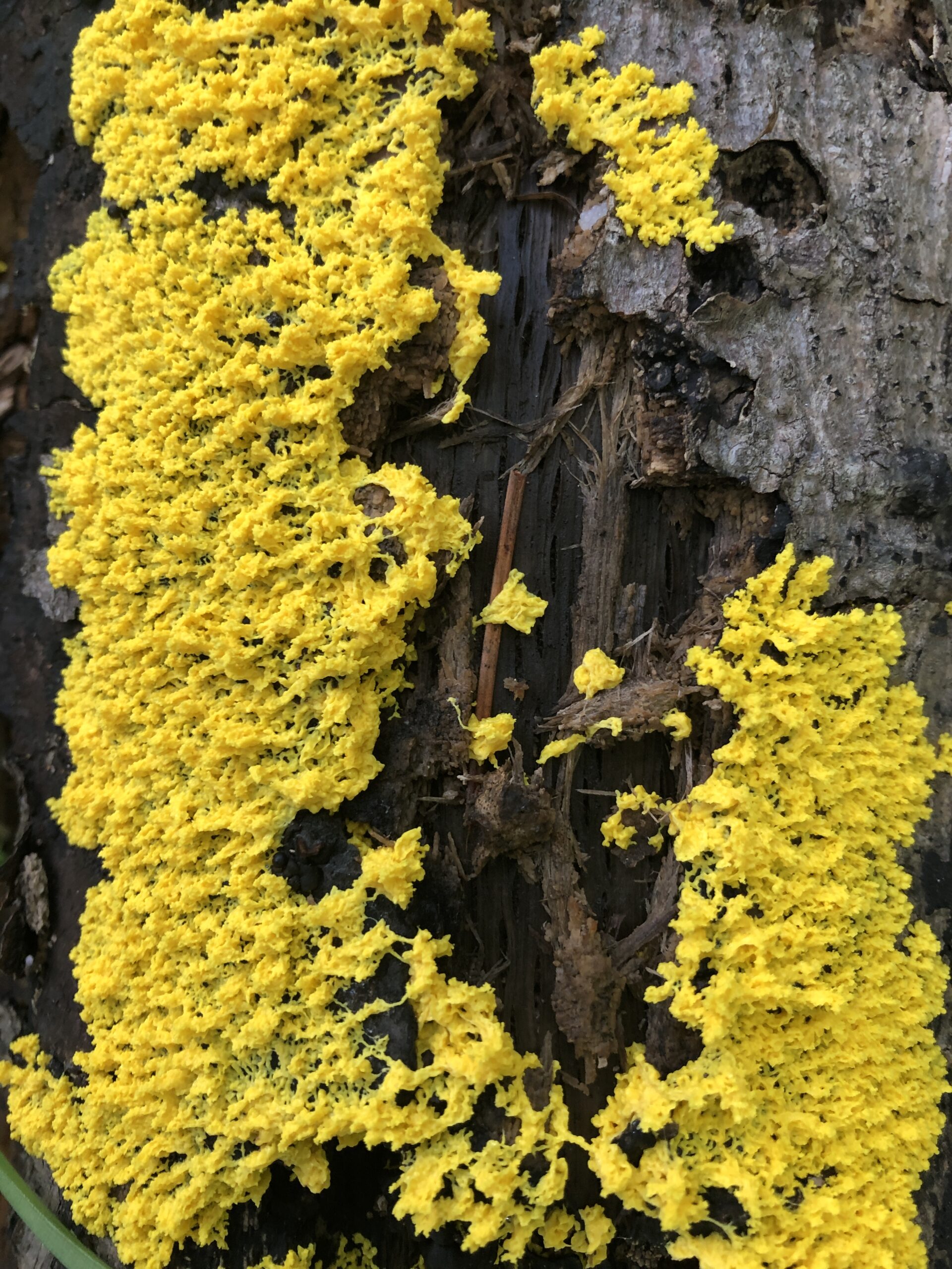 Efficiency, growth, and slime mold